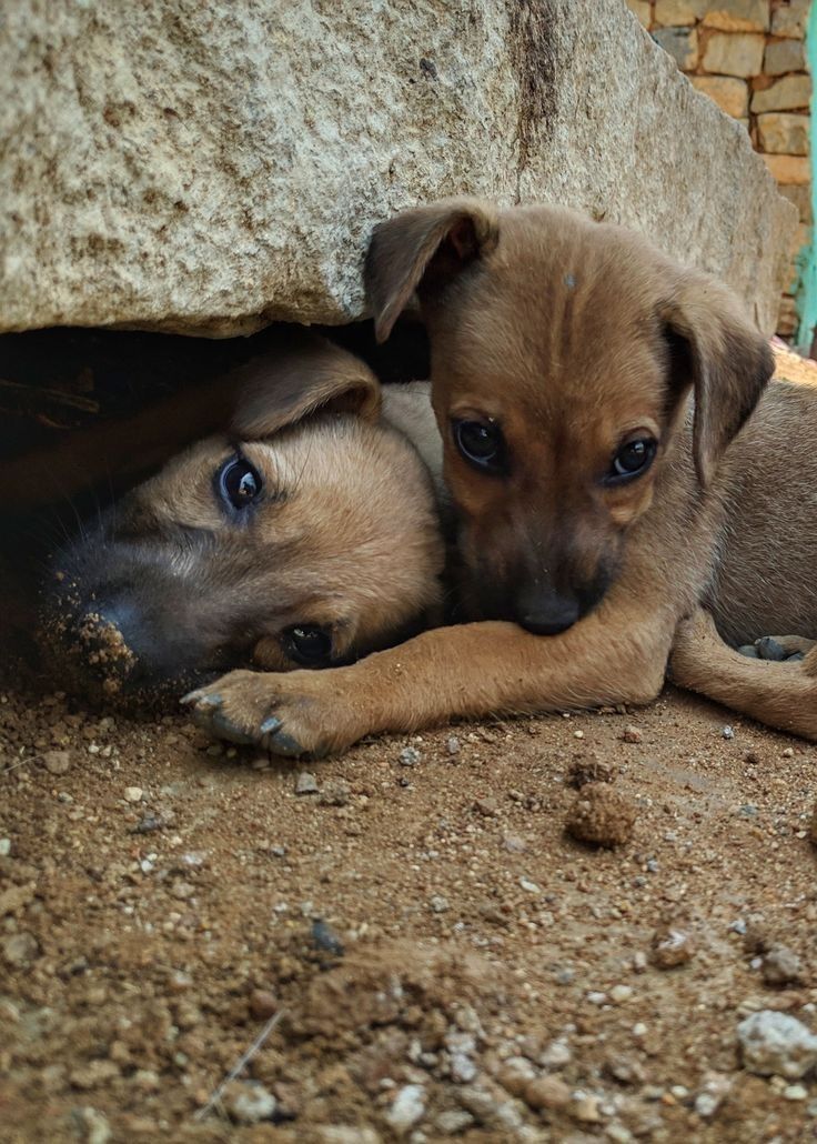 Peanut and Charlie