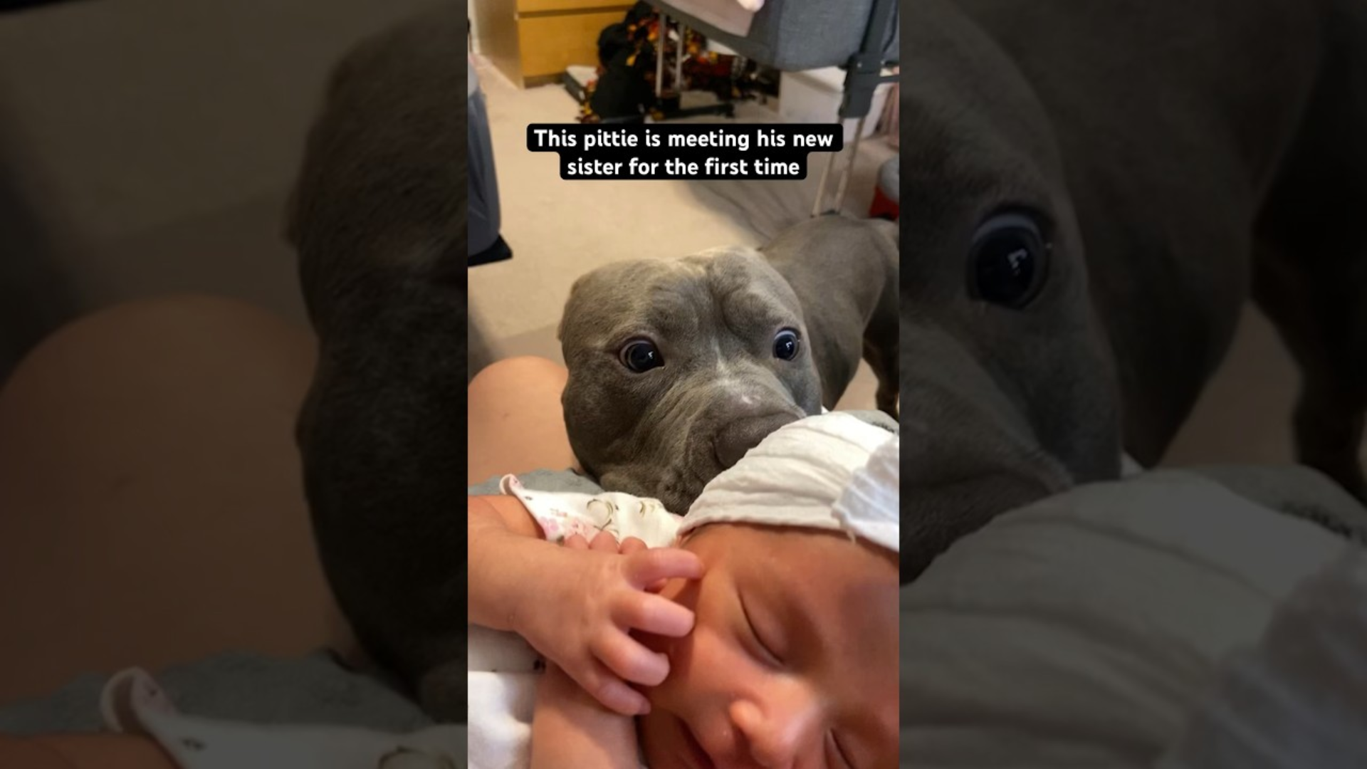 A Pittie Meets His Baby Sister for the First Time