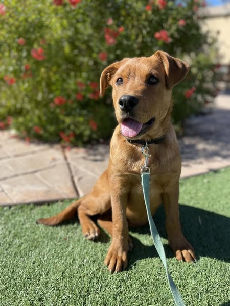 Meet Lime: The Sweet Labrador Mix Ready for a Forever Home! 🍋