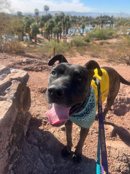 Meet Bertrand: The Chillest Pup Looking for His Forever Home! 🐾