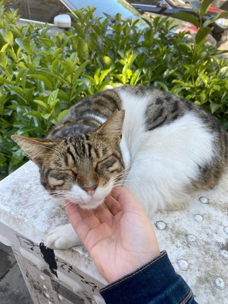 Meet Mindy – The Shy but Sweet Stray Cat Waiting for Her Forever Home 🐾