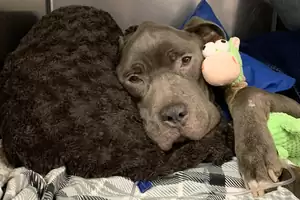 From Abandoned to Adored: A Pittie’s Journey to Joy